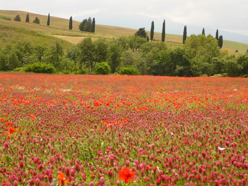 Agriturismo Casalpiano Pienza Dış mekan fotoğraf